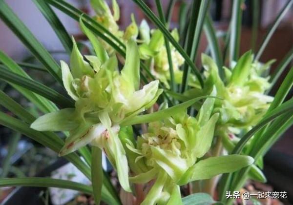 陽臺別再用來堆雜物，養一株漂亮春蘭，香味濃郁顏值高，適合新手
