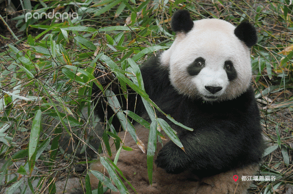這年頭，沒點才藝還不能當國寶了？