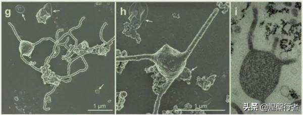 最懷才不遇的生物物理學家,發現全新生命種類,創立另類生命之樹 最懷才不遇的生物物理學家,發現全新生命種類,創立另類生命之樹