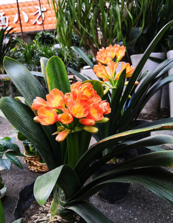 適合客廳養的5種漂亮花,喜慶大氣又吉祥,幸福感滿滿 適合客廳養的5種漂亮花,喜慶大氣又吉祥,幸福感滿滿