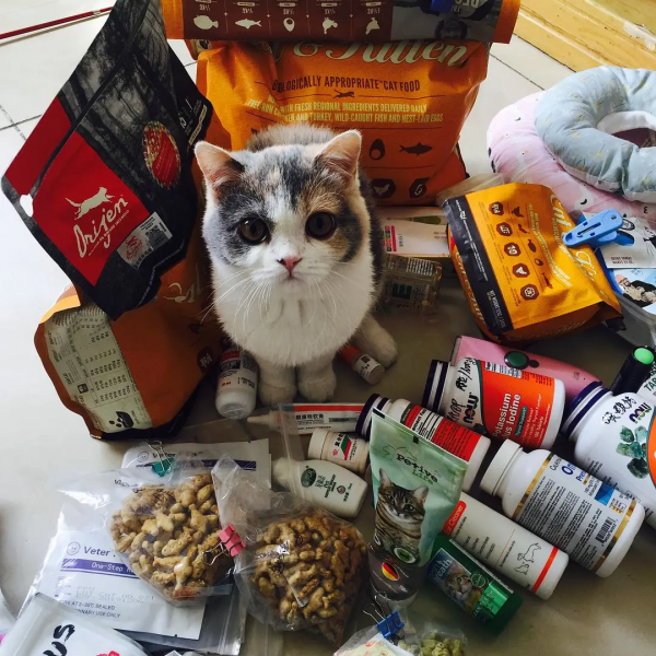 有哪些事是鏟屎官養了貓咪之後才知道的嗎? 有哪些事是鏟屎官養了貓咪之後才知道的嗎?