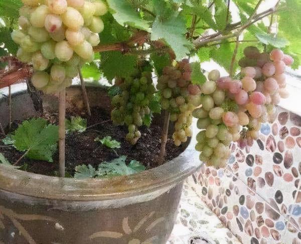 下雪前,這“3種”果樹最好養,越“冷”越開花,果實結不停 下雪前,這“3種”果樹最好養,越“冷”越開花,果實結不停