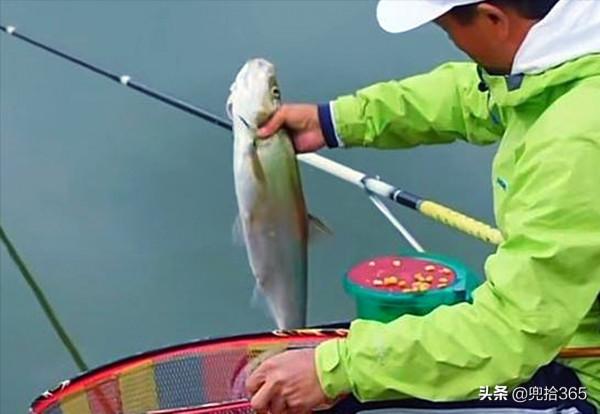 釣王鄧剛在廣東盤黑坑，塘主瞧不起被打臉，不要魚獲抬回了一頭豬