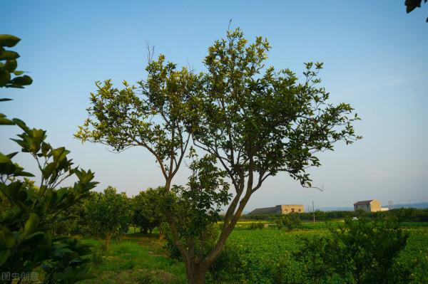 柑橘冬季清園,不止打藥!還有修剪、施肥不能落,否則又是白忙活 柑橘冬季清園,不止打藥!還有修剪、施肥不能落,否則又是白忙活