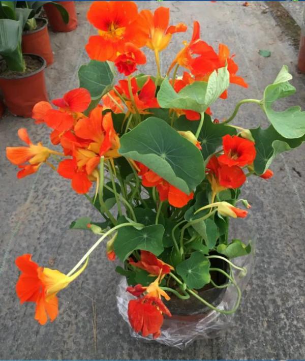 分享旱金蓮 花葉有極高觀賞價值全顆可以入藥 深受大家喜愛