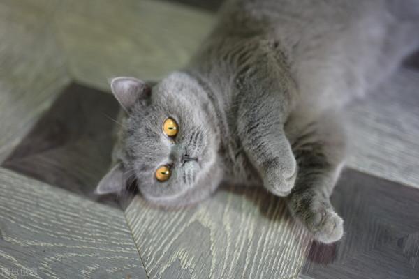 貓咪被咬傷口流膿怎麼辦