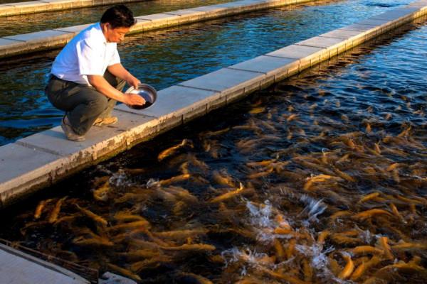 “死亡之海”涅槃重生,創造上億產值,中國人如何在沙漠養魚的? “死亡之海”涅槃重生,創造上億產值,中國人如何在沙漠養魚的?