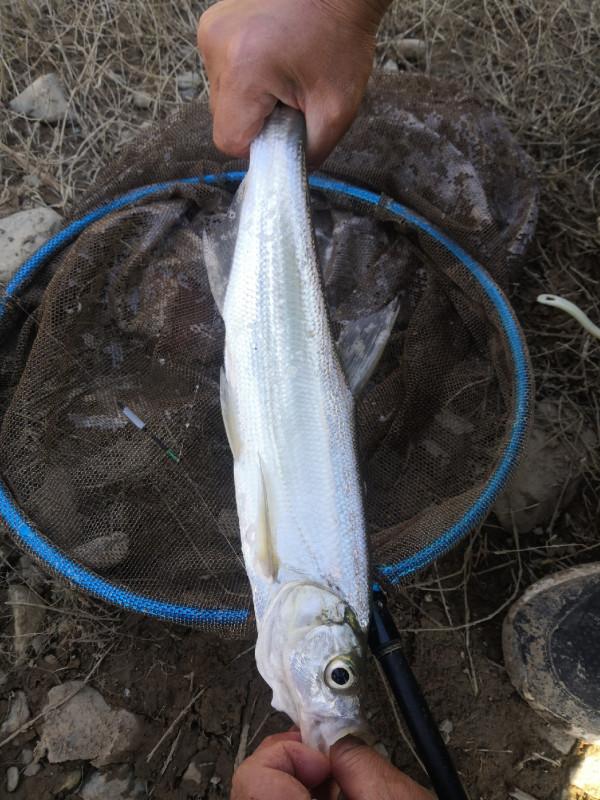 梅姐成功霸佔老公釣位,迎來新年開門紅 梅姐成功霸佔老公釣位,迎來新年開門紅