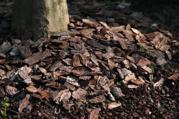 養好君子蘭要先養好根，四種東西養根又護根，是多年經驗的積累