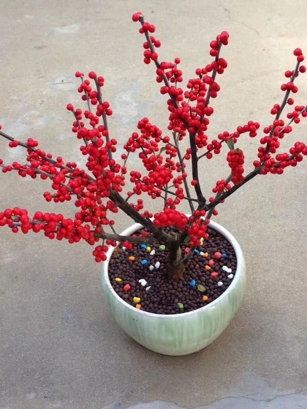 冬天就養4種“硬氣花”，天冷凍一凍，開花格外多