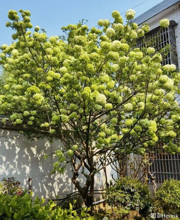 10種花不怕冷,先別搬進屋,放外面凍一凍,開花更旺 10種花不怕冷,先別搬進屋,放外面凍一凍,開花更旺