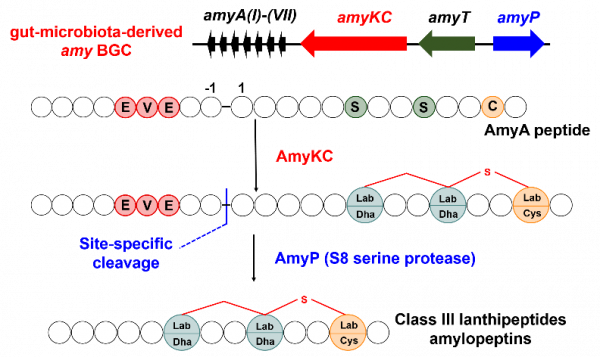 腸道菌群暗藏“江湖”，核糖體肽巧扮“殺器”