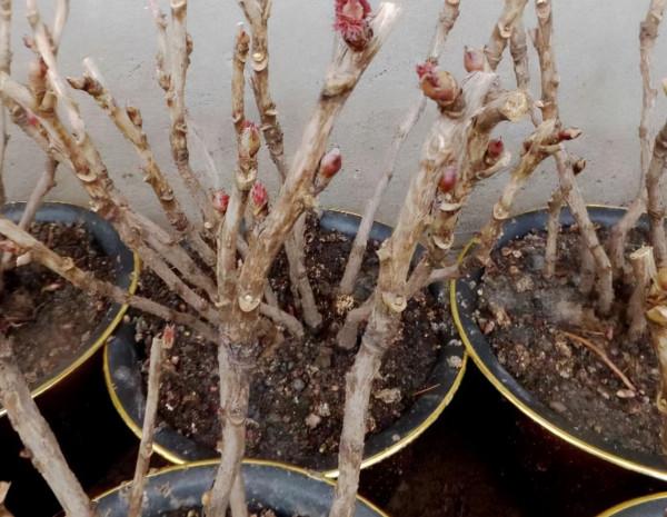 6種“富貴花”秋天快換盆，剪爛根，長花芽，富貴又吉利