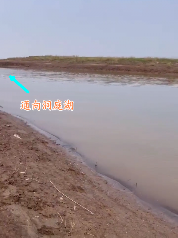 幾十斤的水老虎遊入小水溝吃魚,卻被人釣起,網友:請放回洞庭湖 幾十斤的水老虎遊入小水溝吃魚,卻被人釣起,網友:請放回洞庭湖