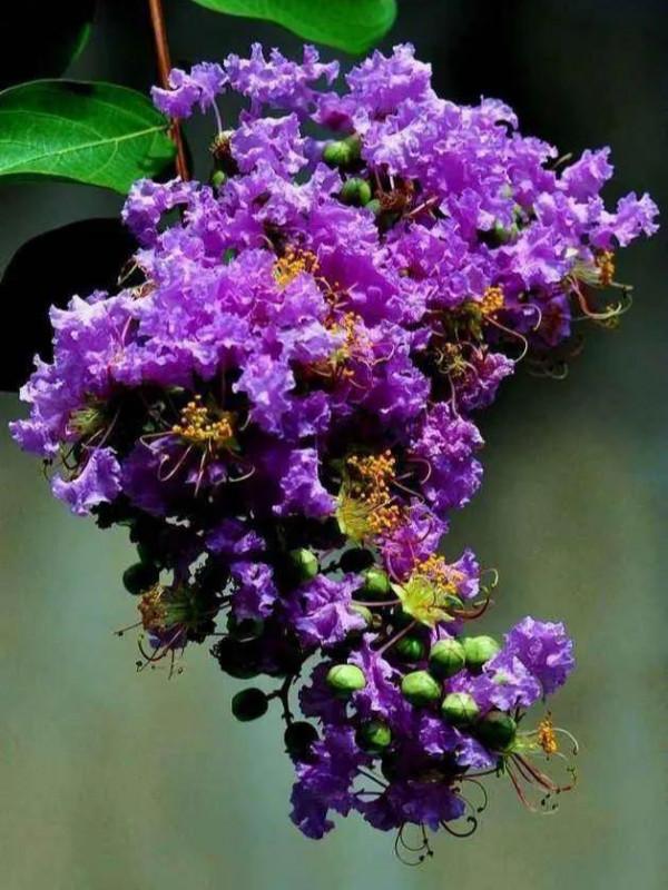 分享——紫薇花