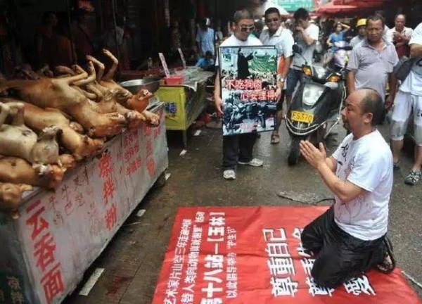 研究證實:吃肉的人更加聰明,長期吃素損害智力 研究證實:吃肉的人更加聰明,長期吃素損害智力