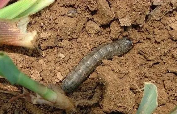 地下害蟲的主要種類、發生特點和防治方法 地下害蟲的主要種類、發生特點和防治方法