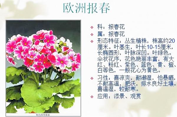 認識這常見800種景觀觀花植物,從此花神就是你!附植物習性種植 認識這常見800種景觀觀花植物,從此花神就是你!附植物習性種植