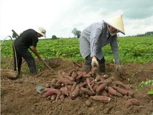 解放初期黃崗寺地面的五棵楊樹