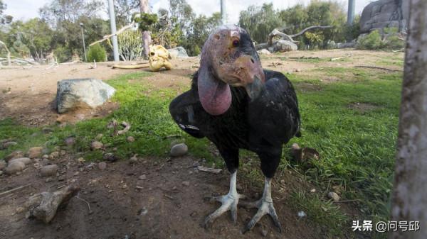 新發現：加州禿鷹出現物種中首例孤雌生殖的雛鳥，後代都是雄性