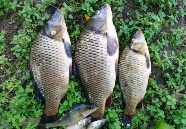 仲秋出竿，釣大鯉魚的幾個訣竅，學會之後，大鯉魚釣到手痠