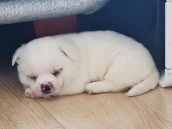 小狗飯糰兒,希望你開心 小狗飯糰兒,希望你開心