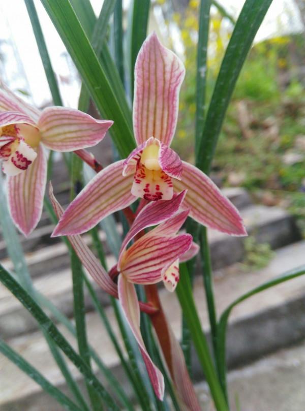 玩蘭花走火入魔有哪些表現?有以下幾個症狀,自己就要格外注意了 玩蘭花走火入魔有哪些表現?有以下幾個症狀,自己就要格外注意了