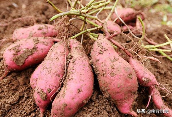 秋冬進補註重潤秋燥，秋冬季節這5種食物別錯過，滋補潤燥身體好