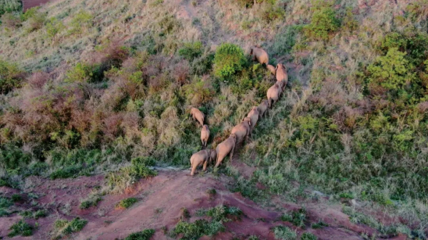 在300米外，陪亞洲象回家