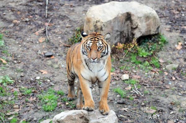 虎頭虎腦 虎虎生威 這波老虎表情包值得擁有