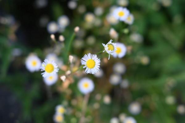 一臺高顏值的塑膠玩具?尼康Zfc詳細使用測評 一臺高顏值的塑膠玩具?尼康Zfc詳細使用測評