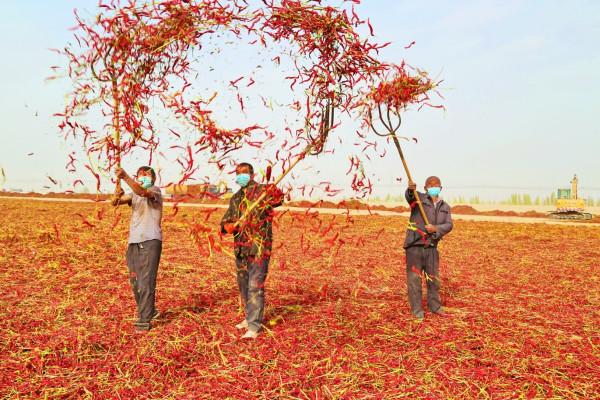 辣椒獲得了大豐收