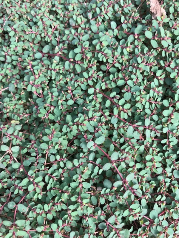 一味民間草藥:地錦草,調氣活血,清熱解毒,能治胃腸病、面板病 一味民間草藥:地錦草,調氣活血,清熱解毒,能治胃腸病、面板病