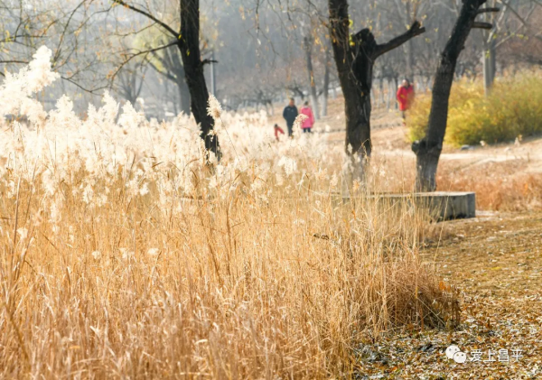 邂逅冬日浪漫！北京昌平這裡蘆葦成片，美得讓人心醉