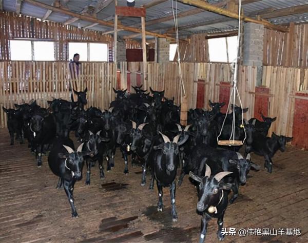 冬季黑山羊養殖，一天補飼量是多少