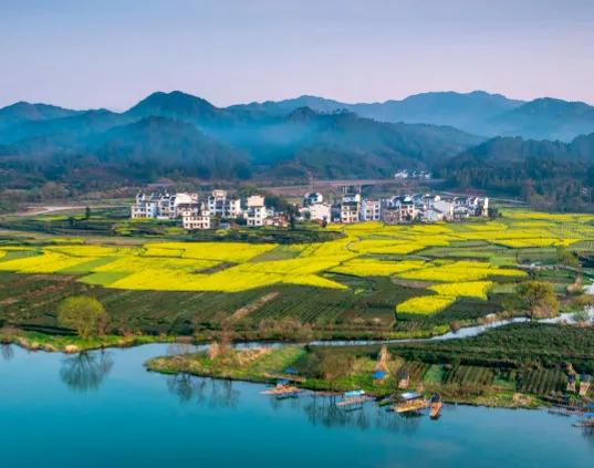 美麗景色，油菜花海，美不勝收，金燦燦，飄著淡淡的香味