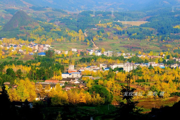 這裡才是銀杏的海洋，2021年廣西銀杏觀賞全攻略