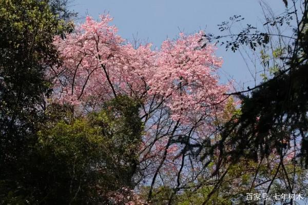 實用分享丨30款大型開花樹種介紹,白似雪、黃似陽、紅似霞,美翻 實用分享丨30款大型開花樹種介紹,白似雪、黃似陽、紅似霞,美翻