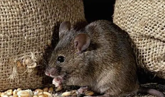 新中國第一大間諜案！兩隻老鼠成為關鍵，周總理指示&OpenCurlyDoubleQuote;放手去做&rdquo;