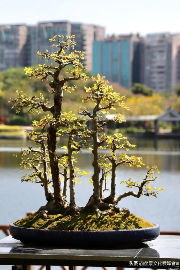 玩盆景,只是玩玩嗎? 玩盆景,只是玩玩嗎?