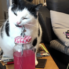 從營養不良的病貓,到長成“肥牛”,中間只差一位愛它的鏟屎官 從營養不良的病貓,到長成“肥牛”,中間只差一位愛它的鏟屎官