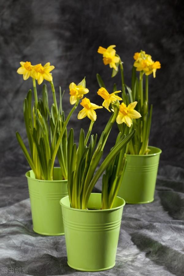 水仙花 大全 請欣賞 美極了