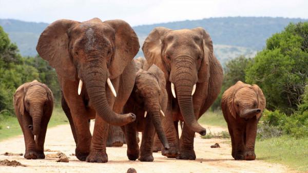 世界上最大的動物，它的舌頭可以站50個人，一天進食量高達5噸