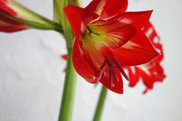 想讓家裡紅紅火火，10種“火紅”花草種起來，種出個“喜氣洋洋”