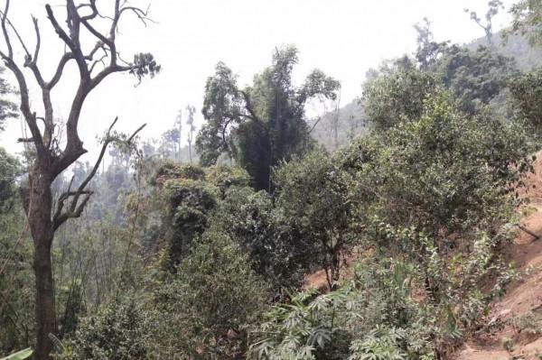 雲南最邊陲且原始寨子裡的古樹茶是什麼滋味? 雲南最邊陲且原始寨子裡的古樹茶是什麼滋味?