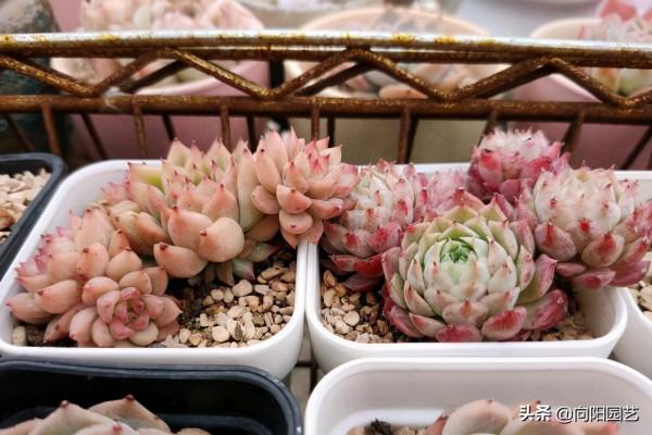 買多肉,不要亂花錢,寧花10塊買1棵,不花10塊買10棵 買多肉,不要亂花錢,寧花10塊買1棵,不花10塊買10棵