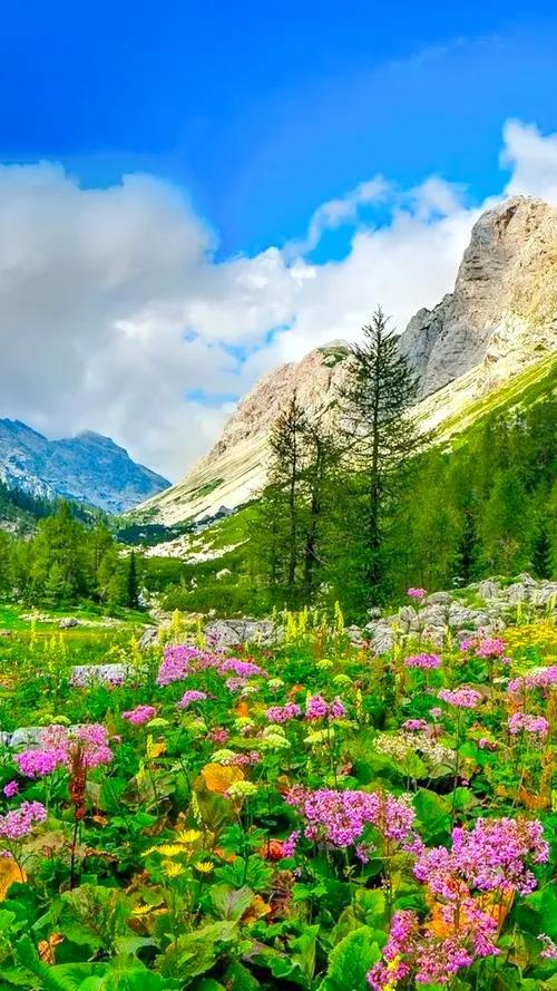 美爆了！！！雪山下的花海