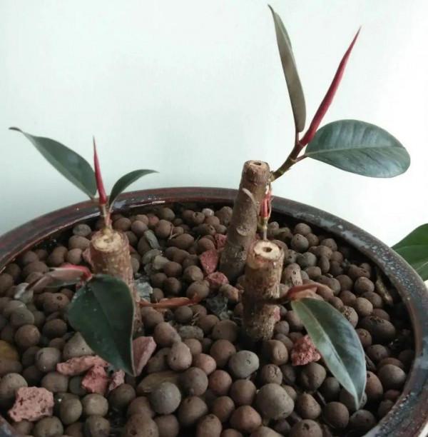 10種花得窮養,盆越小、水越少,越長得旺 10種花得窮養,盆越小、水越少,越長得旺