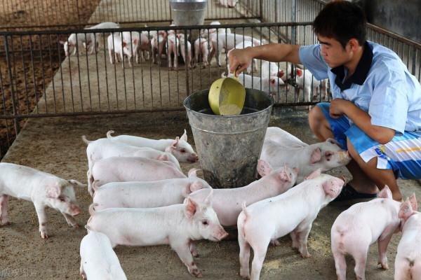 豬肉低至3.98元,蛋價跌不停,牛羊價集體下滑!養殖業寒冬? 豬肉低至3.98元,蛋價跌不停,牛羊價集體下滑!養殖業寒冬?