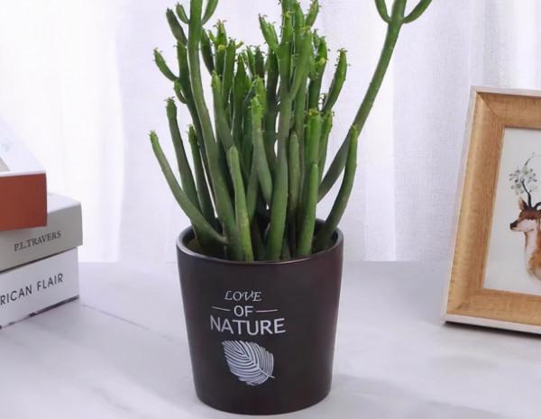 6種有毒的多肉植物，沒準你家就養了，養護要小心